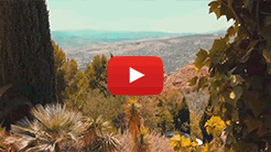 Video 2 Video 2
